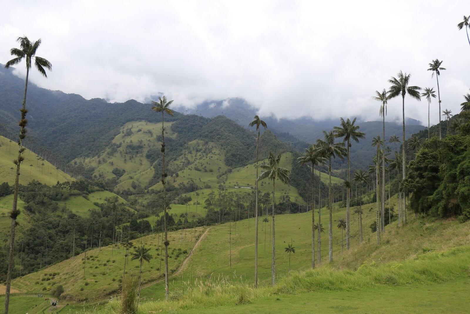 Vallé de Cocora en Colombie