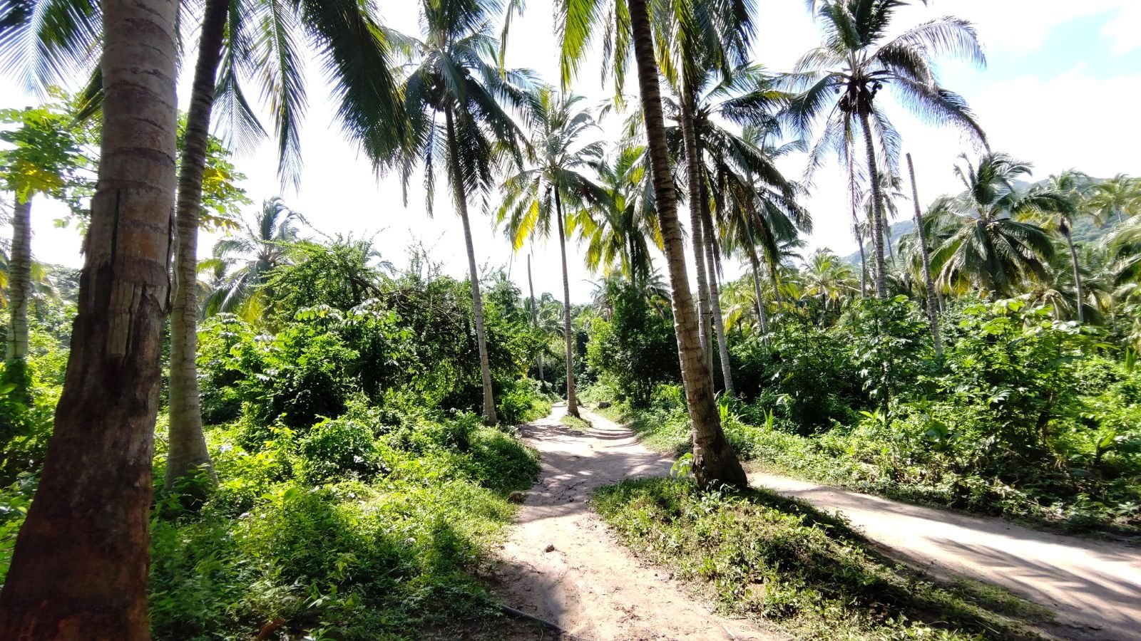 Sentier jungle randonnée Parc Tayrona Sierra Nevada Colombie